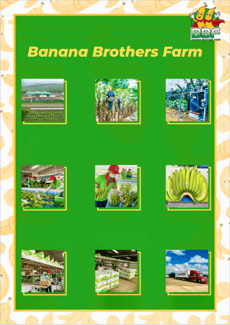 BBF-Banana Brothers Farm: Nông trường chuyên sâu sản xuất Chuối tươi công nghệ cao