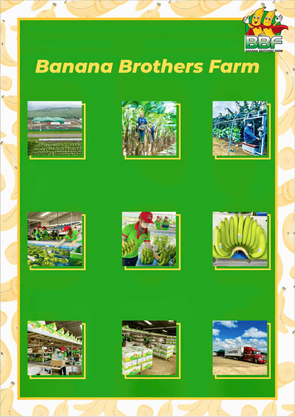 BBF-Banana Brothers Farm: Nông trường chuyên sâu sản xuất Chuối tươi công nghệ cao